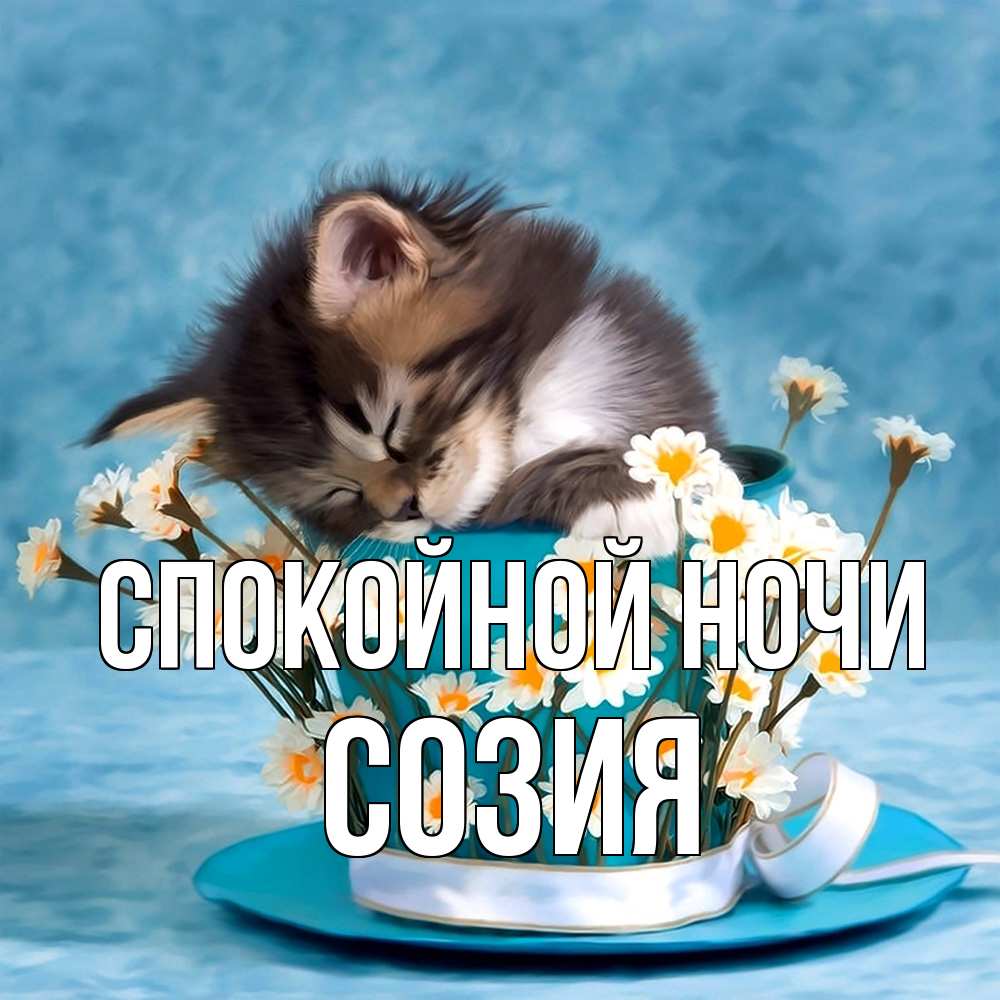 Открытка на каждый день с именем, Созия Спокойной ночи котенок спит в кружке с блюдцем Прикольная открытка с пожеланием онлайн скачать бесплатно 