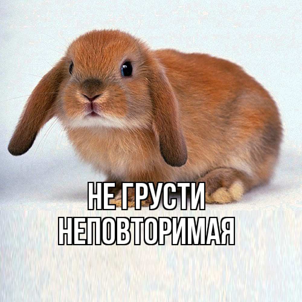 Открытка на каждый день с именем, Неповторимая Не грусти вислоухий рыжий кролик Прикольная открытка с пожеланием онлайн скачать бесплатно 