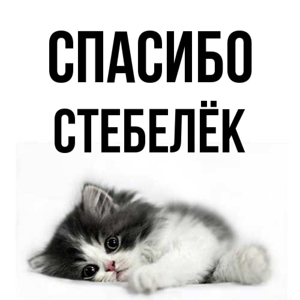 Открытка на каждый день с именем, Стебелёк Спасибо черный и белый кот Прикольная открытка с пожеланием онлайн скачать бесплатно 