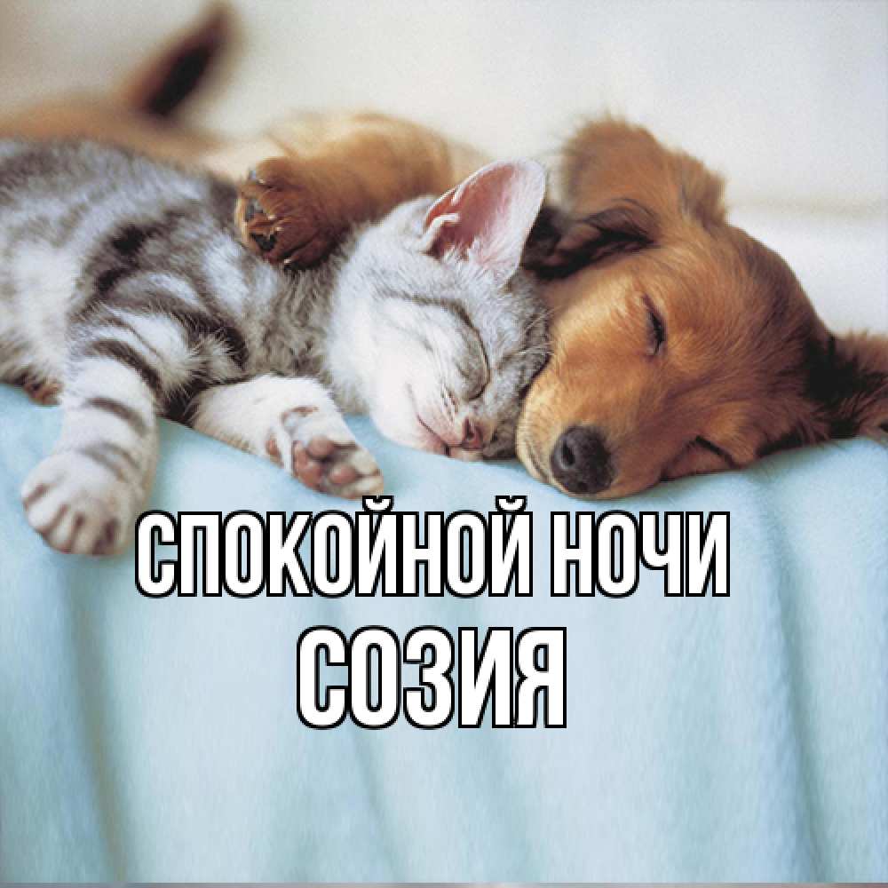 Открытка на каждый день с именем, Созия Спокойной ночи с животными Прикольная открытка с пожеланием онлайн скачать бесплатно 