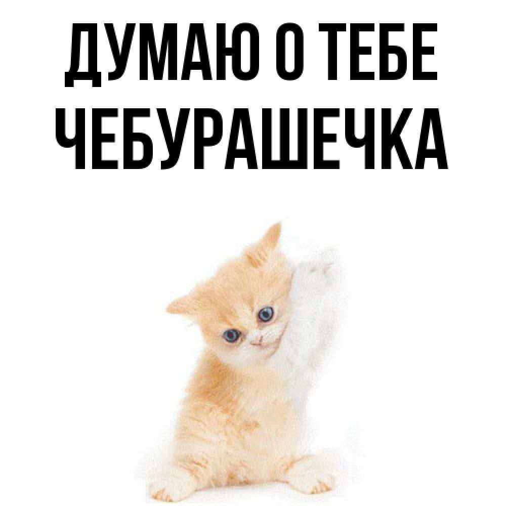 Открытка на каждый день с именем, Чебурашечка Думаю о тебе зверушки и милота Прикольная открытка с пожеланием онлайн скачать бесплатно 