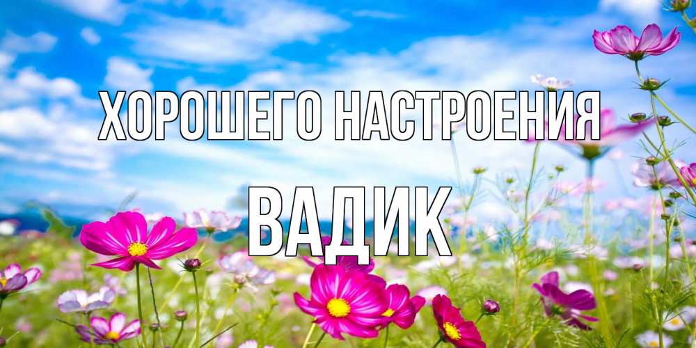 Открытка на каждый день с именем, Вадик Хорошего настроения поле цветов Прикольная открытка с пожеланием онлайн скачать бесплатно 