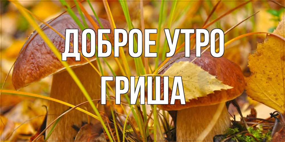 Открытка на каждый день с именем, Гриша Доброе утро осенние грибы Прикольная открытка с пожеланием онлайн скачать бесплатно 