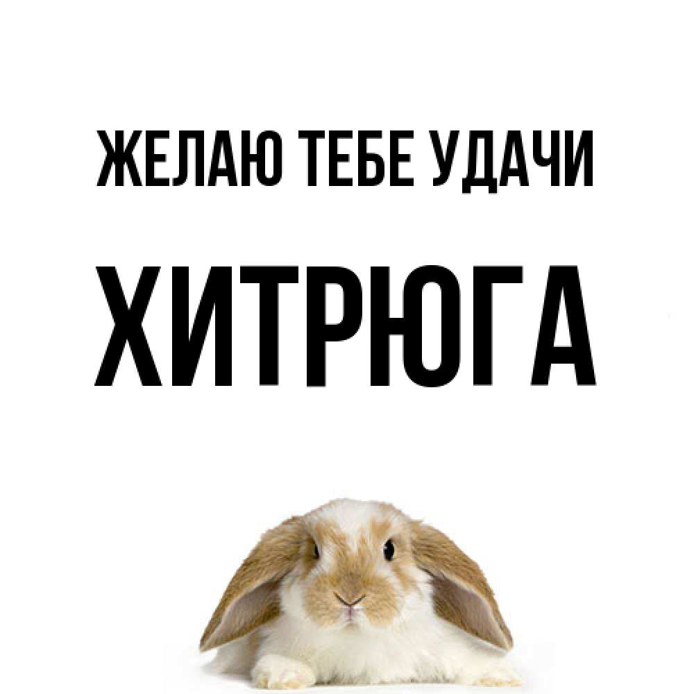 Открытка на каждый день с именем, хитрюга Желаю тебе удачи открытки с произвольным текстом который можно вставить в открытку и создать ее самостоятельно бесплатно онлайн Прикольная открытка с пожеланием онлайн скачать бесплатно 