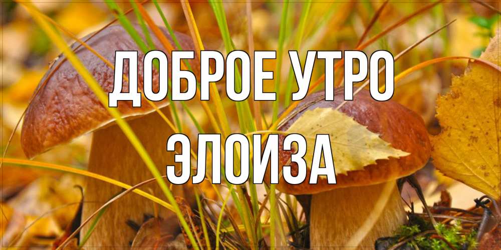 Открытка на каждый день с именем, Элоиза Доброе утро осенние грибы Прикольная открытка с пожеланием онлайн скачать бесплатно 