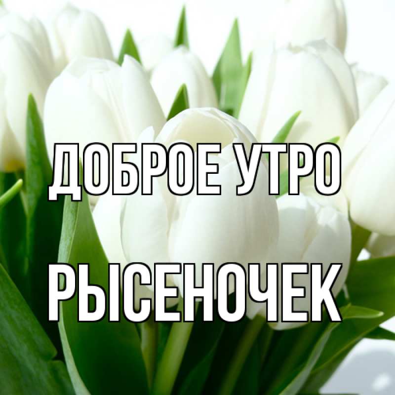 Картинка Доброе утро, Рысеночек