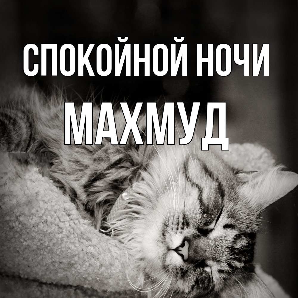 Открытка на каждый день с именем, Махмуд Спокойной ночи котярик пушистый Прикольная открытка с пожеланием онлайн скачать бесплатно 