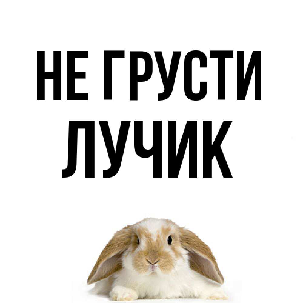 Открытка на каждый день с именем, Лучик Не грусти коричнево белый заяц с большими ушками Прикольная открытка с пожеланием онлайн скачать бесплатно 