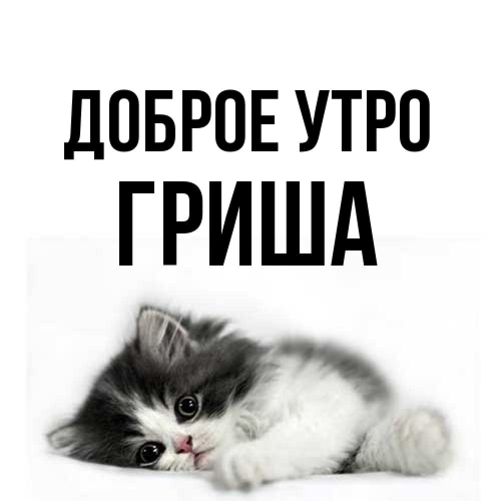 Открытка на каждый день с именем, Гриша Доброе утро кот лапки Прикольная открытка с пожеланием онлайн скачать бесплатно 