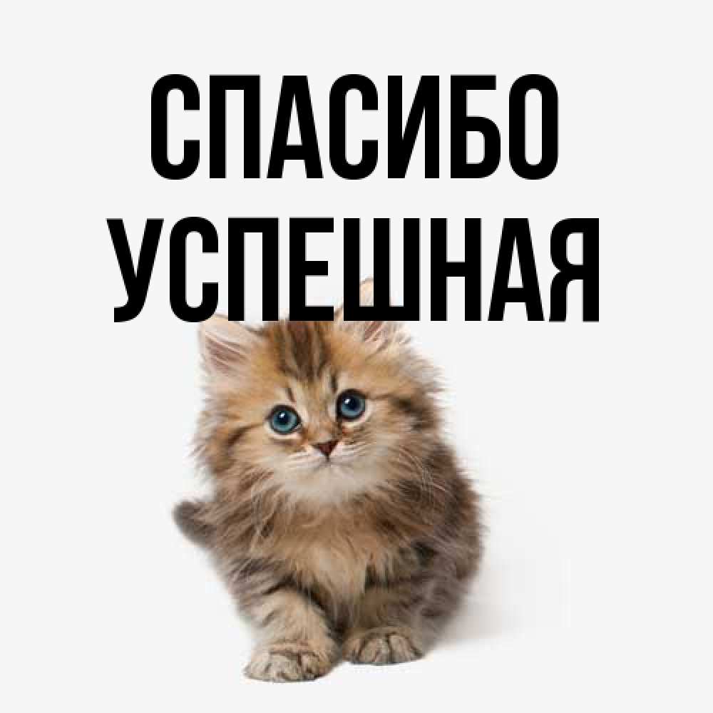 Открытка на каждый день с именем, Успешная Спасибо пушистый котик Прикольная открытка с пожеланием онлайн скачать бесплатно 