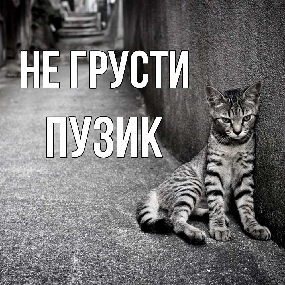 Открытка на каждый день с именем, Пузик Не грусти скучающий котик Прикольная открытка с пожеланием онлайн скачать бесплатно 