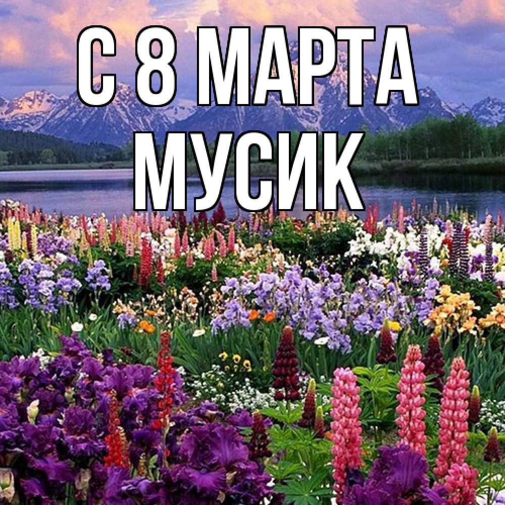 Открытка на каждый день с именем, мусик C 8 МАРТА международный женский день Прикольная открытка с пожеланием онлайн скачать бесплатно 