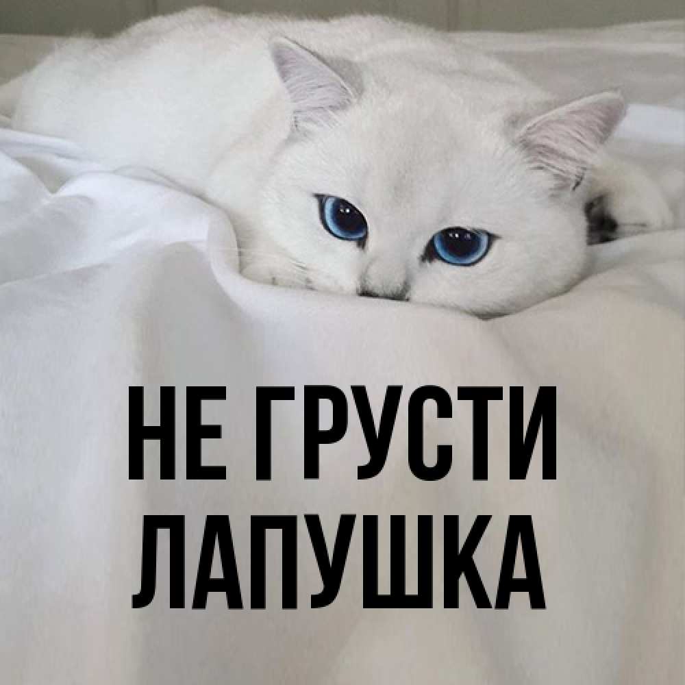 Открытка на каждый день с именем, лапушка Не грусти Голубоглазая кошка Прикольная открытка с пожеланием онлайн скачать бесплатно 