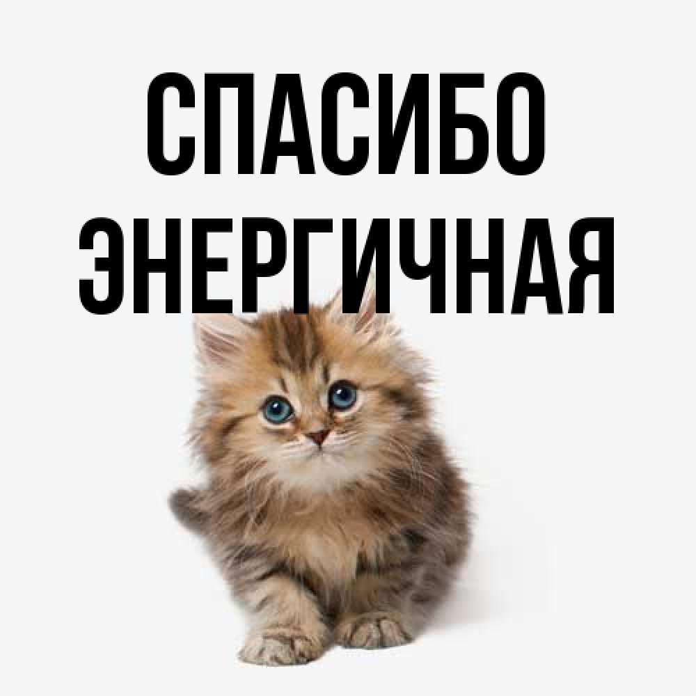 Открытка на каждый день с именем, Энергичная Спасибо пушистый котик Прикольная открытка с пожеланием онлайн скачать бесплатно 