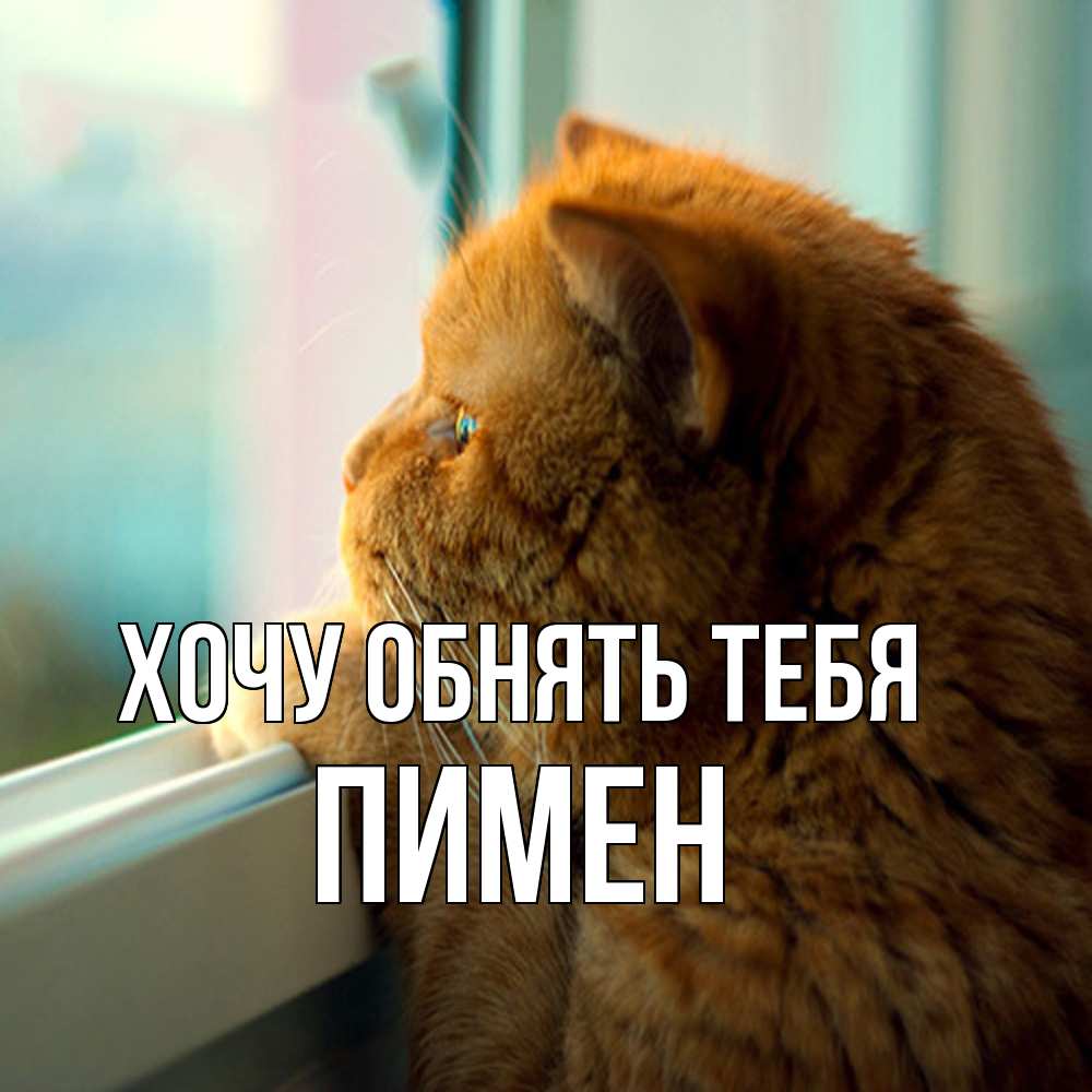 Открытка на каждый день с именем, Пимен Хочу обнять тебя большой огромный рыжий котяра Прикольная открытка с пожеланием онлайн скачать бесплатно 