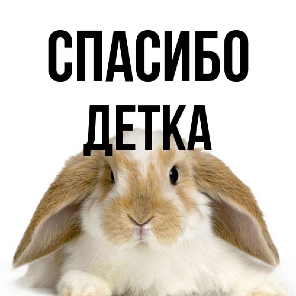 Открытка на каждый день с именем, Детка Спасибо коричнево белый заяц Прикольная открытка с пожеланием онлайн скачать бесплатно 