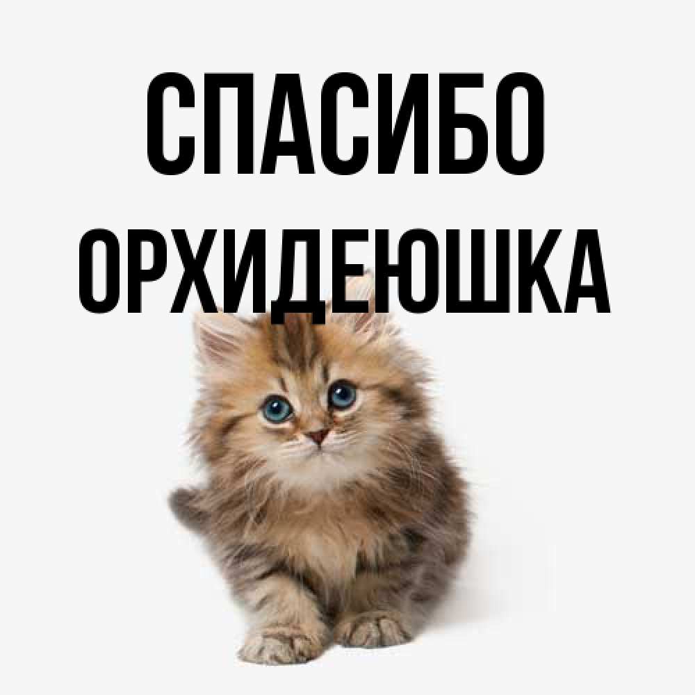 Открытка на каждый день с именем, Орхидеюшка Спасибо пушистый котик Прикольная открытка с пожеланием онлайн скачать бесплатно 