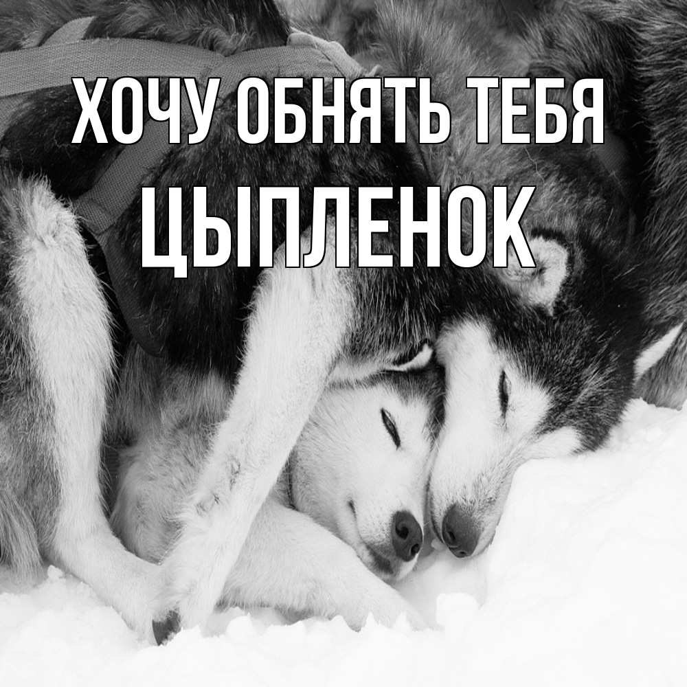 Открытка на каждый день с именем, Цыпленок Хочу обнять тебя собачки в упряжке Прикольная открытка с пожеланием онлайн скачать бесплатно 