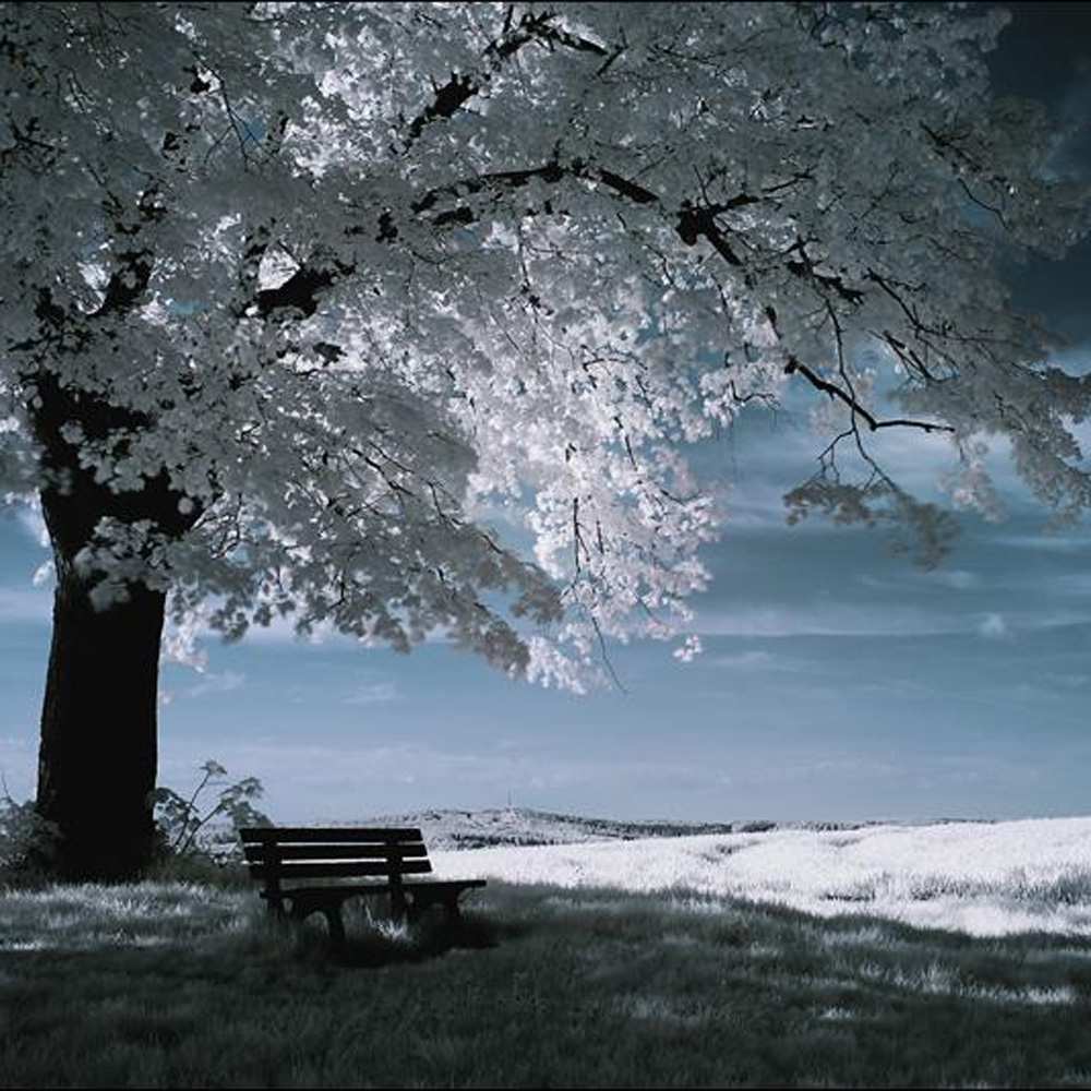 Открытка на каждый день с именем, Армен Хочу обнять тебя дерево Прикольная открытка с пожеланием онлайн скачать бесплатно 
