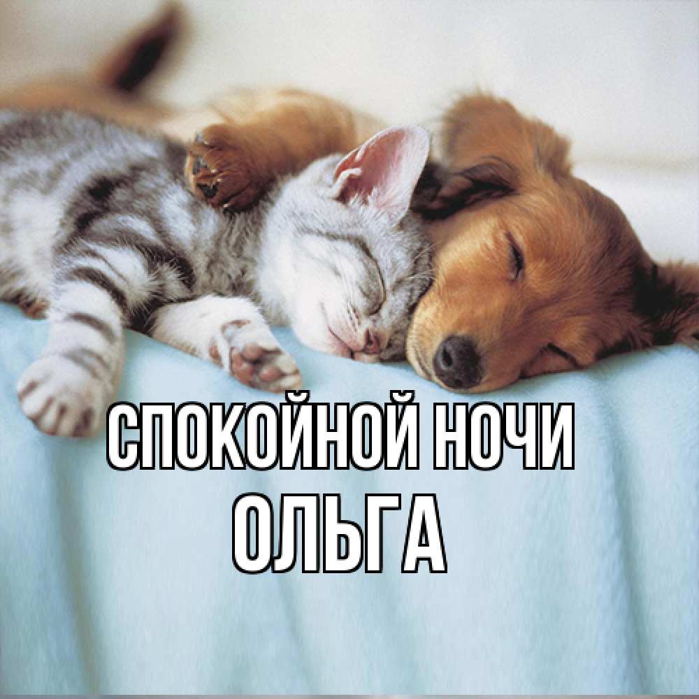 Открытка на каждый день с именем, Ольга Спокойной ночи с животными Прикольная открытка с пожеланием онлайн скачать бесплатно 
