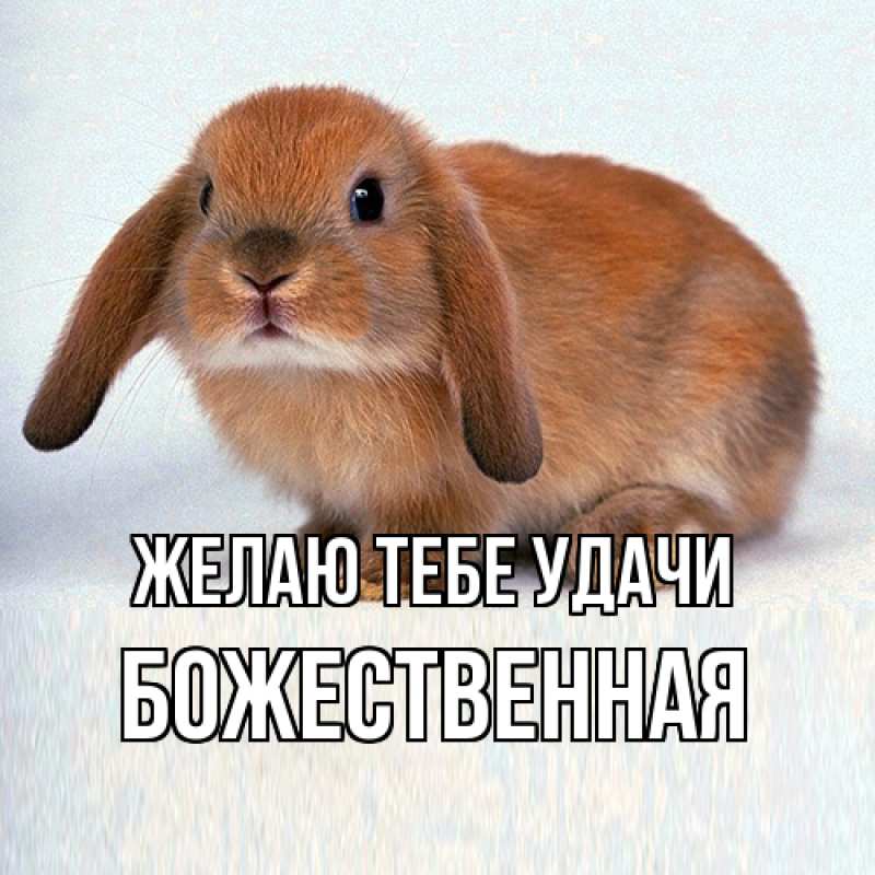 Картинка Желаю тебе удачи, божественная