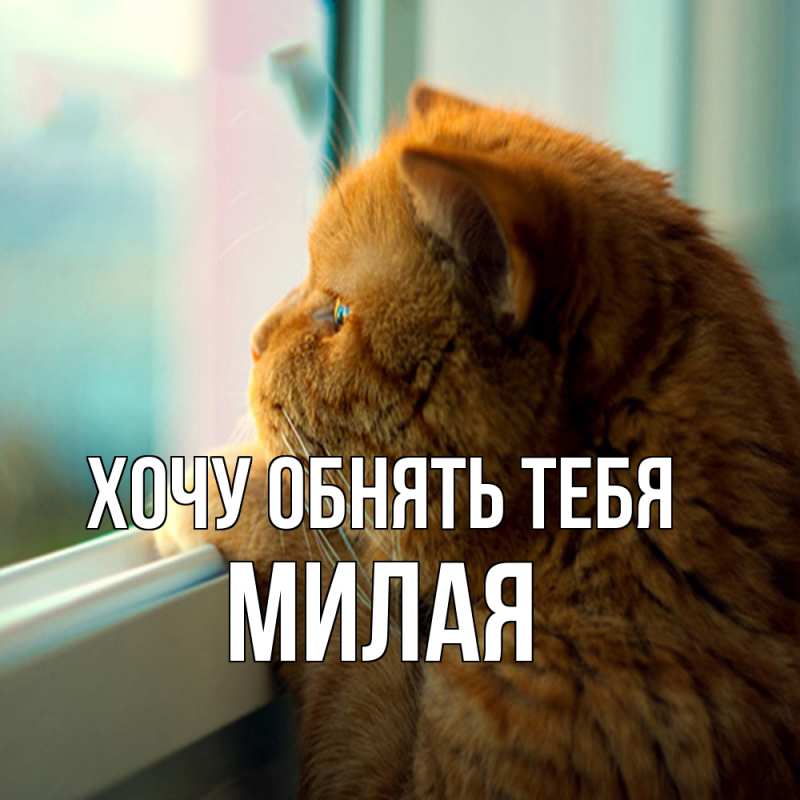 Картинка Хочу обнять тебя, Милая