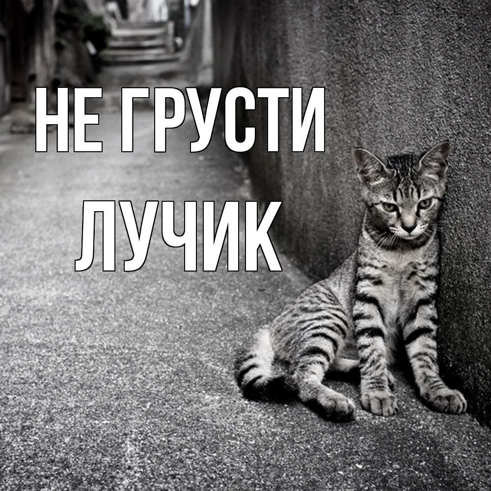 Открытка на каждый день с именем, Лучик Не грусти скучающий котик Прикольная открытка с пожеланием онлайн скачать бесплатно 