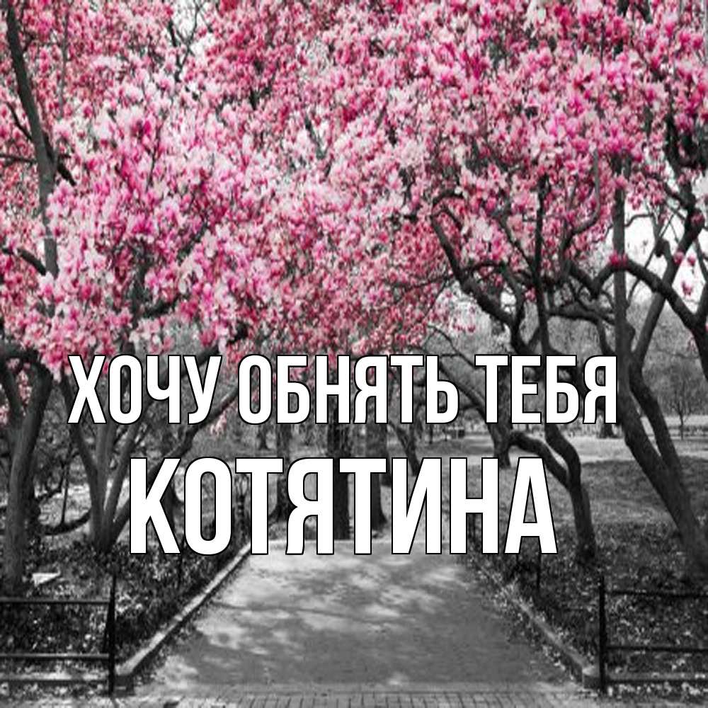Открытка на каждый день с именем, Котятина Хочу обнять тебя обработанное фото Прикольная открытка с пожеланием онлайн скачать бесплатно 
