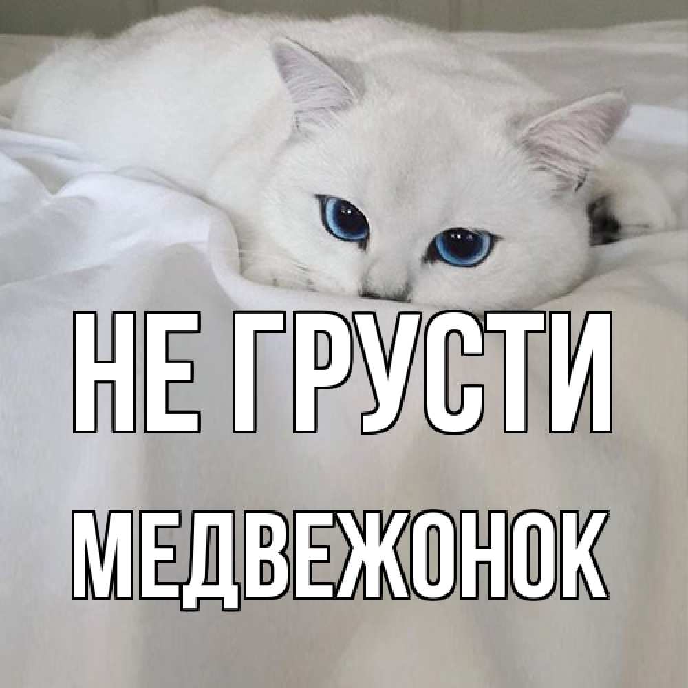 Открытка на каждый день с именем, медвежонок Не грусти белый кот с голубыми глазами на белоснежной кровати Прикольная открытка с пожеланием онлайн скачать бесплатно 