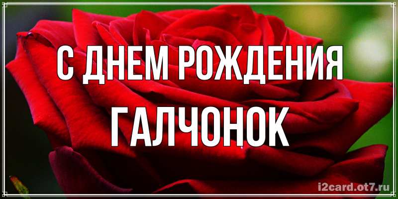 Картинка С днем рождения, галчонок