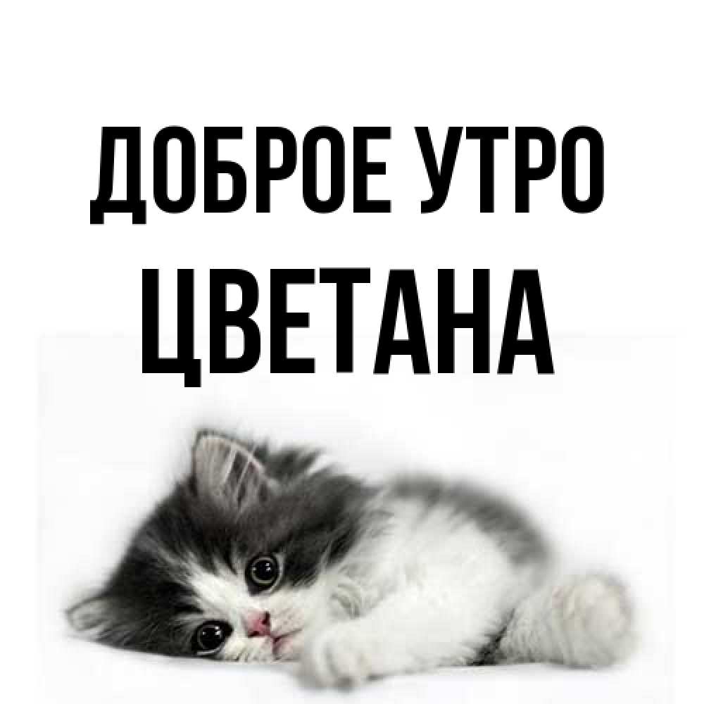 Открытка на каждый день с именем, Цветана Доброе утро кот лапки Прикольная открытка с пожеланием онлайн скачать бесплатно 
