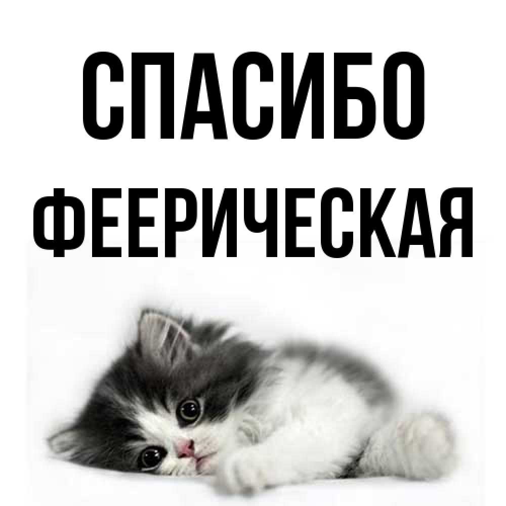 Открытка на каждый день с именем, Фееpическая Спасибо черный и белый кот Прикольная открытка с пожеланием онлайн скачать бесплатно 