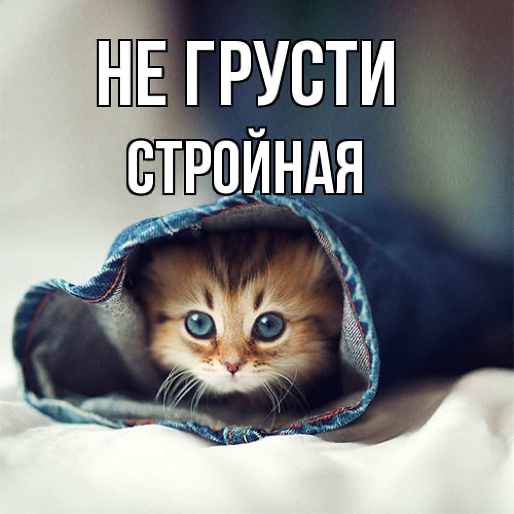 Открытка на каждый день с именем, Стpойная Не грусти рыжик котик Прикольная открытка с пожеланием онлайн скачать бесплатно 