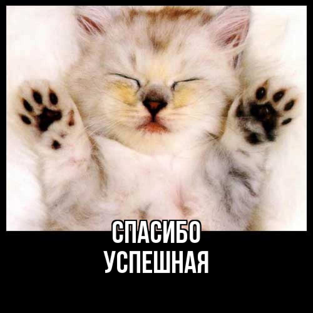 Открытка на каждый день с именем, Успешная Спасибо маленький котенок Прикольная открытка с пожеланием онлайн скачать бесплатно 