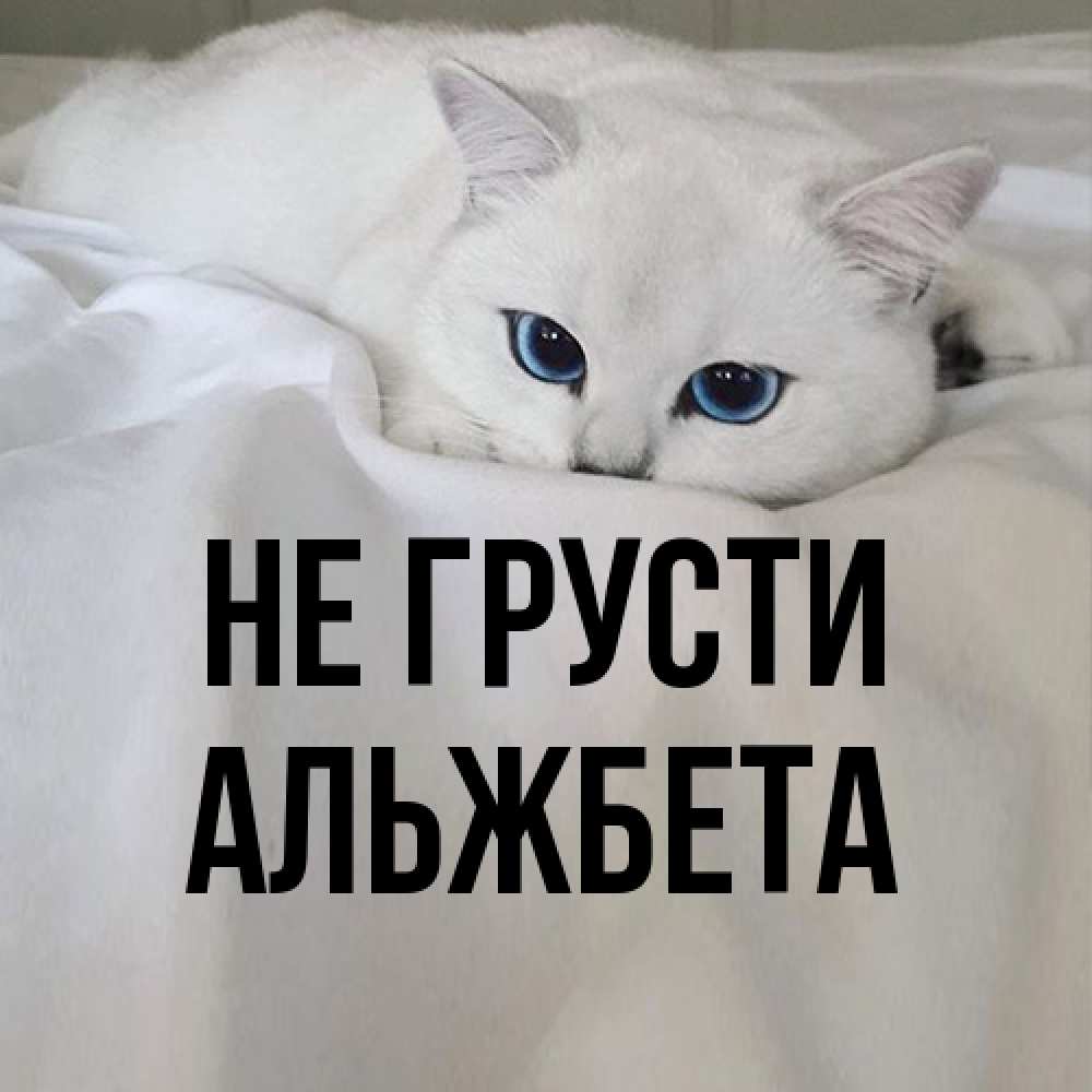Открытка на каждый день с именем, Альжбета Не грусти Голубоглазая кошка Прикольная открытка с пожеланием онлайн скачать бесплатно 