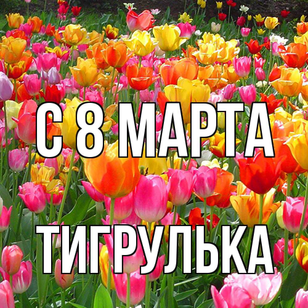 Открытка на каждый день с именем, тигрулька C 8 МАРТА на международный женский день Прикольная открытка с пожеланием онлайн скачать бесплатно 