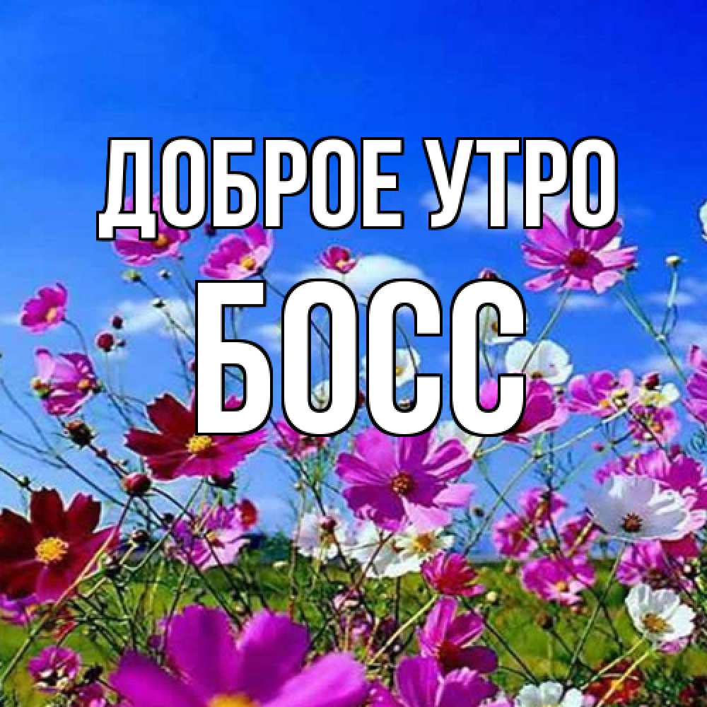 Открытка на каждый день с именем, Босс Доброе утро сиреневые цветы Прикольная открытка с пожеланием онлайн скачать бесплатно 