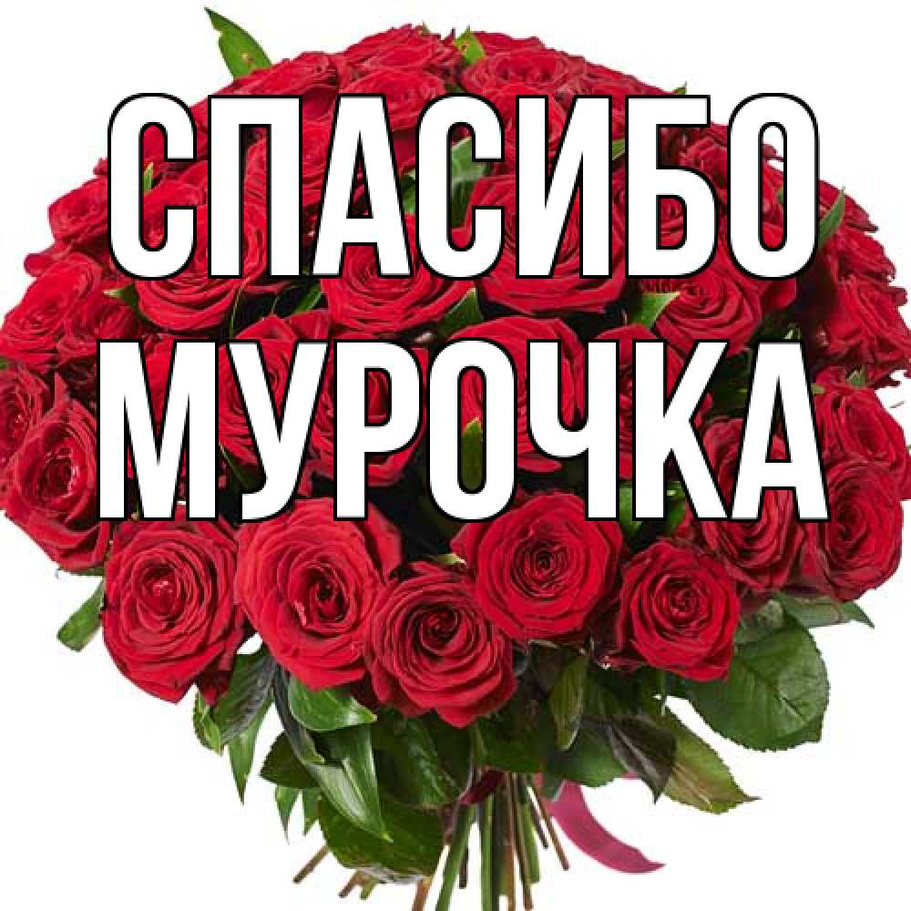 Открытка на каждый день с именем, Муpочка Спасибо букет красных роз Прикольная открытка с пожеланием онлайн скачать бесплатно 