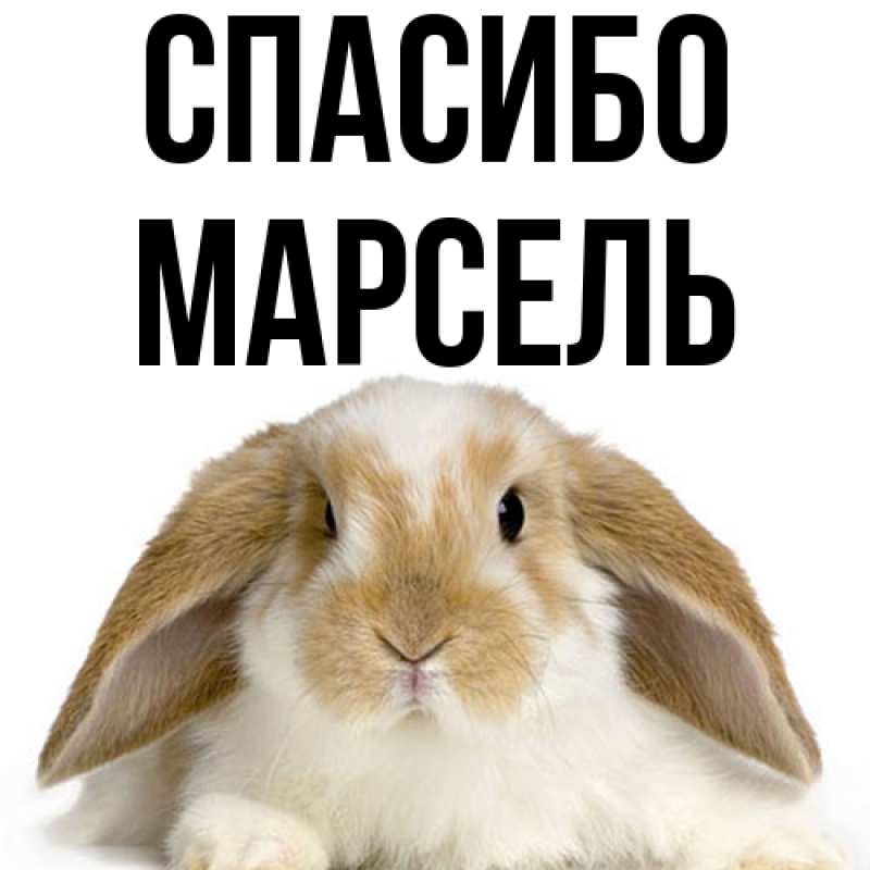 Картинка Спасибо, Марсель