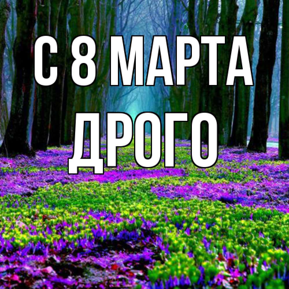 Открытка на каждый день с именем, Дрого C 8 МАРТА фиолетовые цветы в лесу 1 Прикольная открытка с пожеланием онлайн скачать бесплатно 