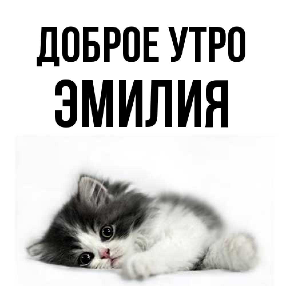 Открытка на каждый день с именем, Эмилия Доброе утро кот лапки Прикольная открытка с пожеланием онлайн скачать бесплатно 