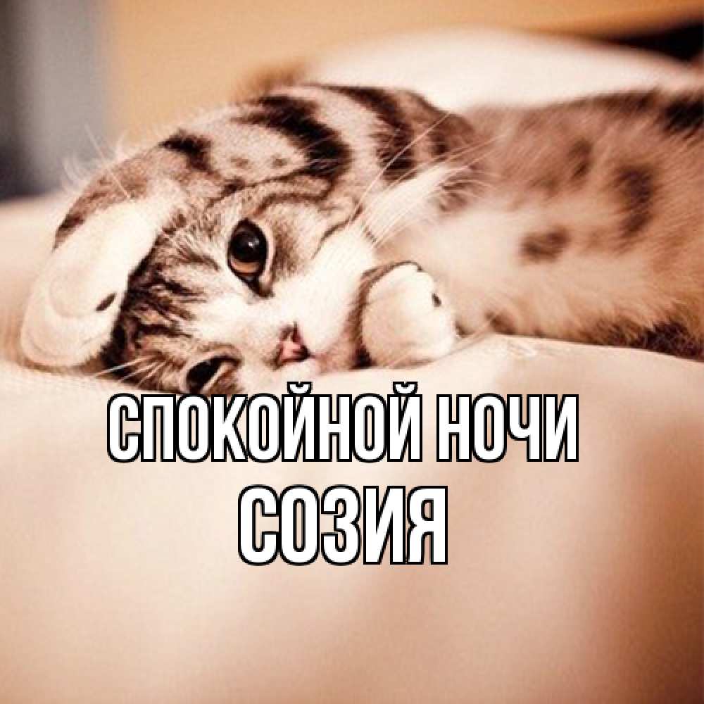 Открытка на каждый день с именем, Созия Спокойной ночи сладких снов с животными Прикольная открытка с пожеланием онлайн скачать бесплатно 