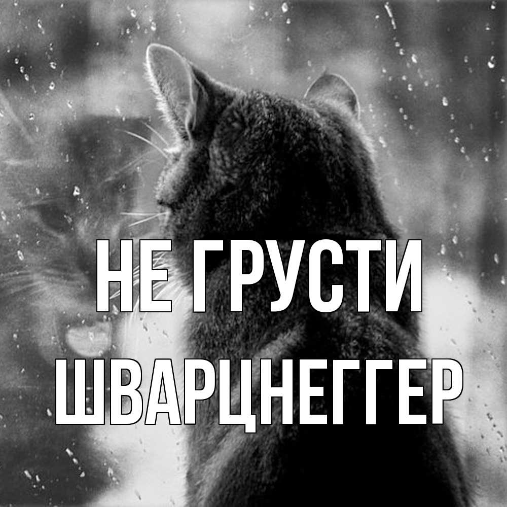 Открытка на каждый день с именем, Шварцнеггер Не грусти отражение кота 1 Прикольная открытка с пожеланием онлайн скачать бесплатно 