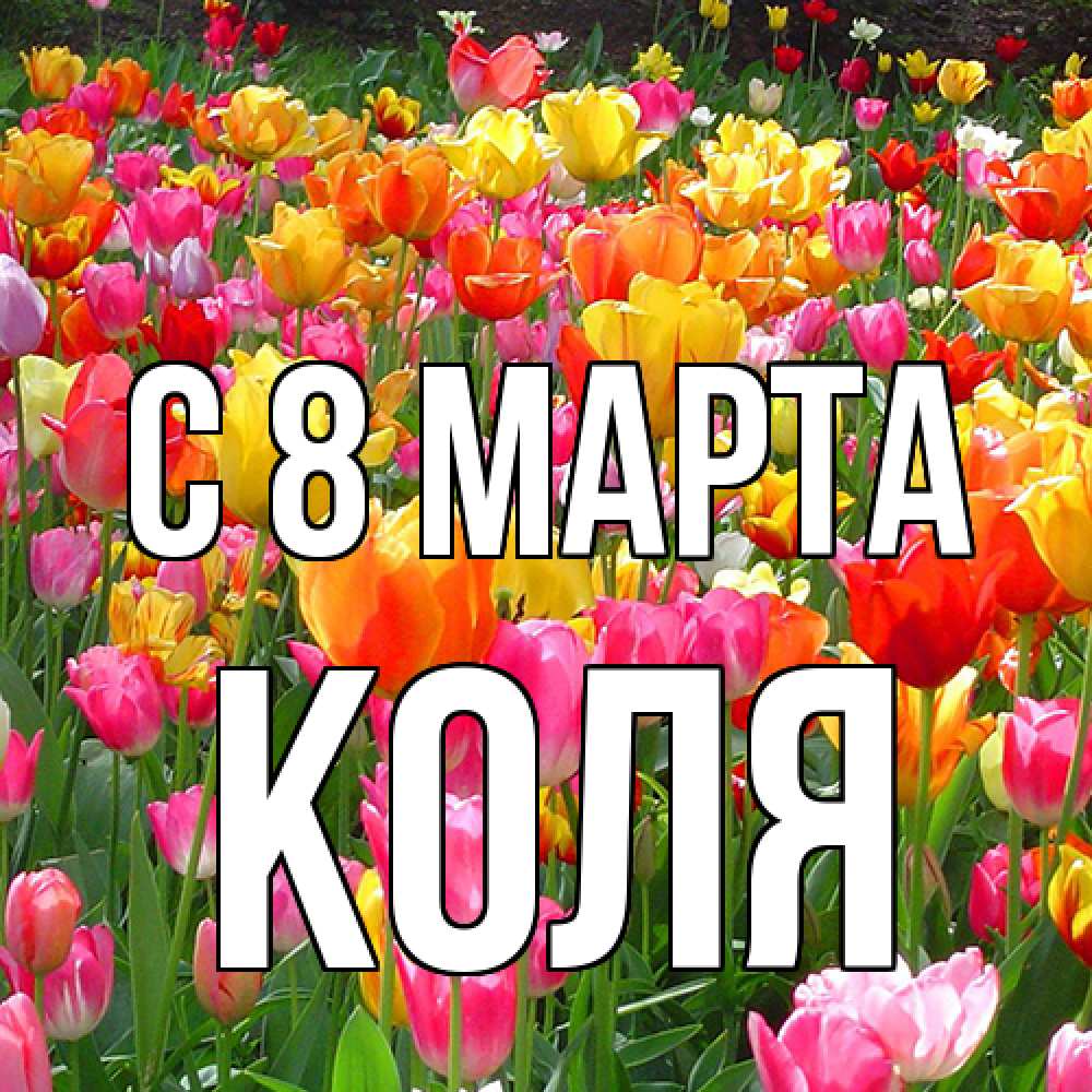 Открытка на каждый день с именем, Коля C 8 МАРТА на международный женский день Прикольная открытка с пожеланием онлайн скачать бесплатно 