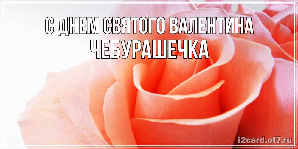 Открытка на каждый день с именем, Чебурашечка С днем Святого Валентина открытка на день Святого Валентина с розовой розой Прикольная открытка с пожеланием онлайн скачать бесплатно 