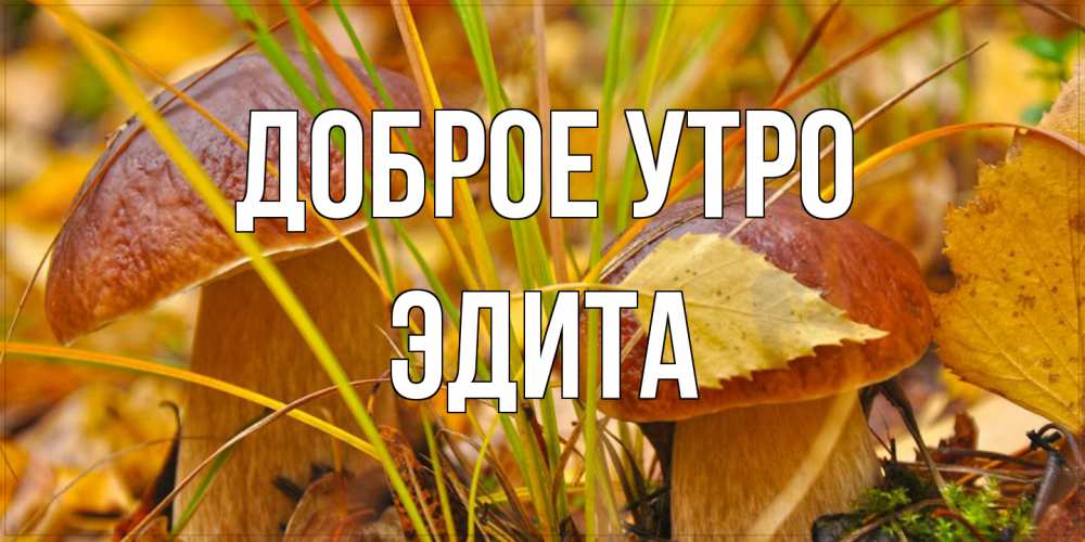 Открытка на каждый день с именем, Эдита Доброе утро осенние грибы Прикольная открытка с пожеланием онлайн скачать бесплатно 