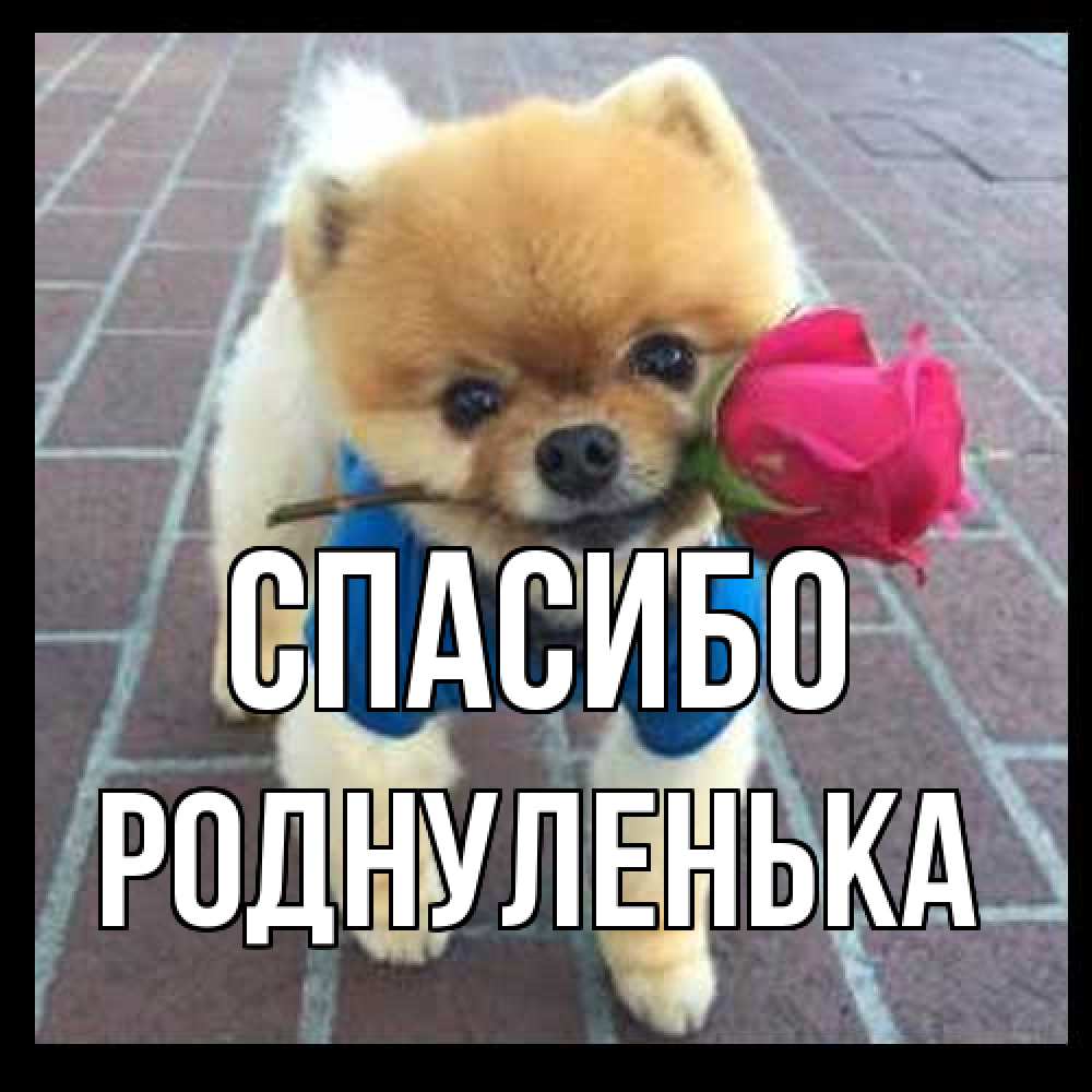 Открытка на каждый день с именем, Роднуленька Спасибо спасибо и дарю тебе цветок Прикольная открытка с пожеланием онлайн скачать бесплатно 