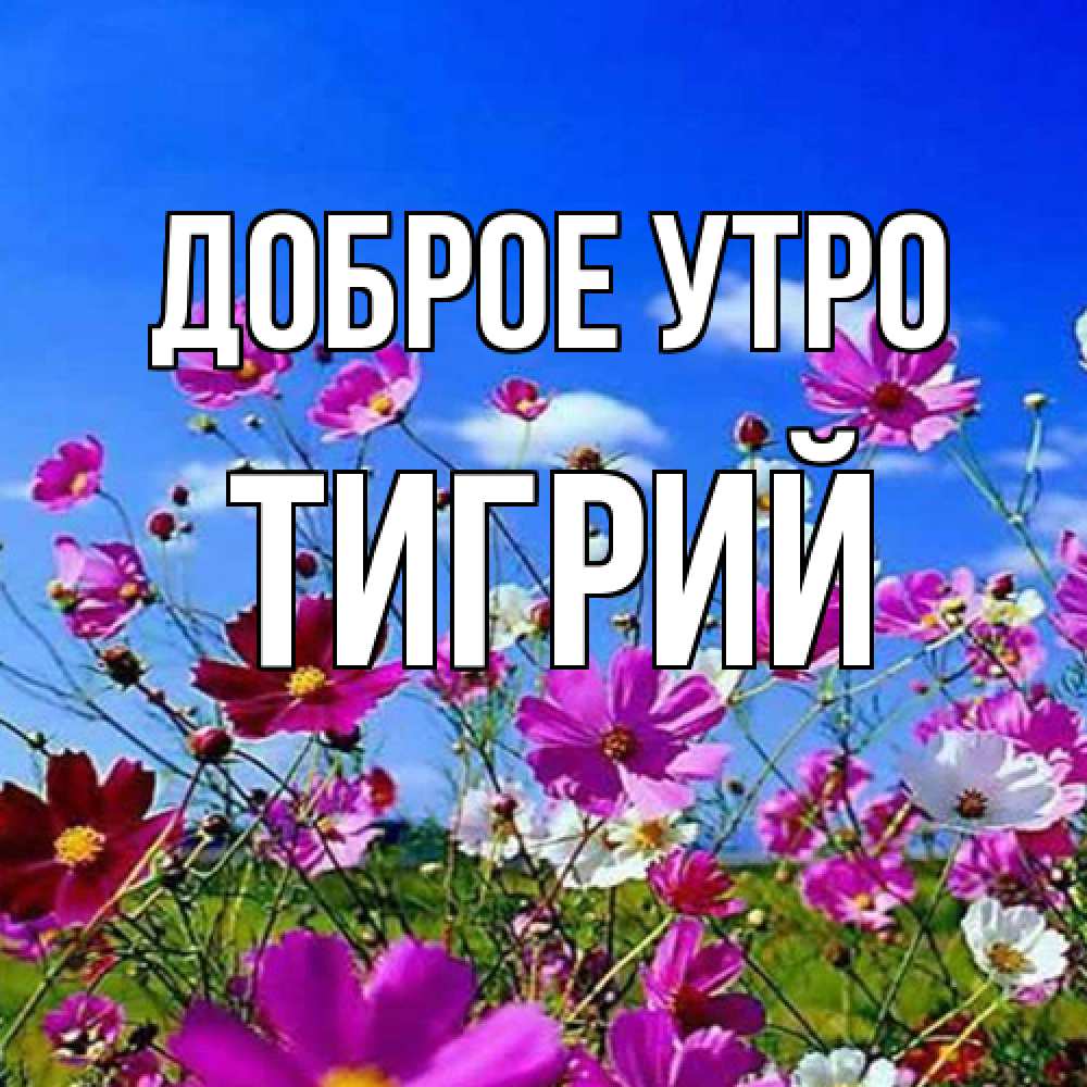 Открытка на каждый день с именем, Тигрий Доброе утро сиреневые цветы Прикольная открытка с пожеланием онлайн скачать бесплатно 