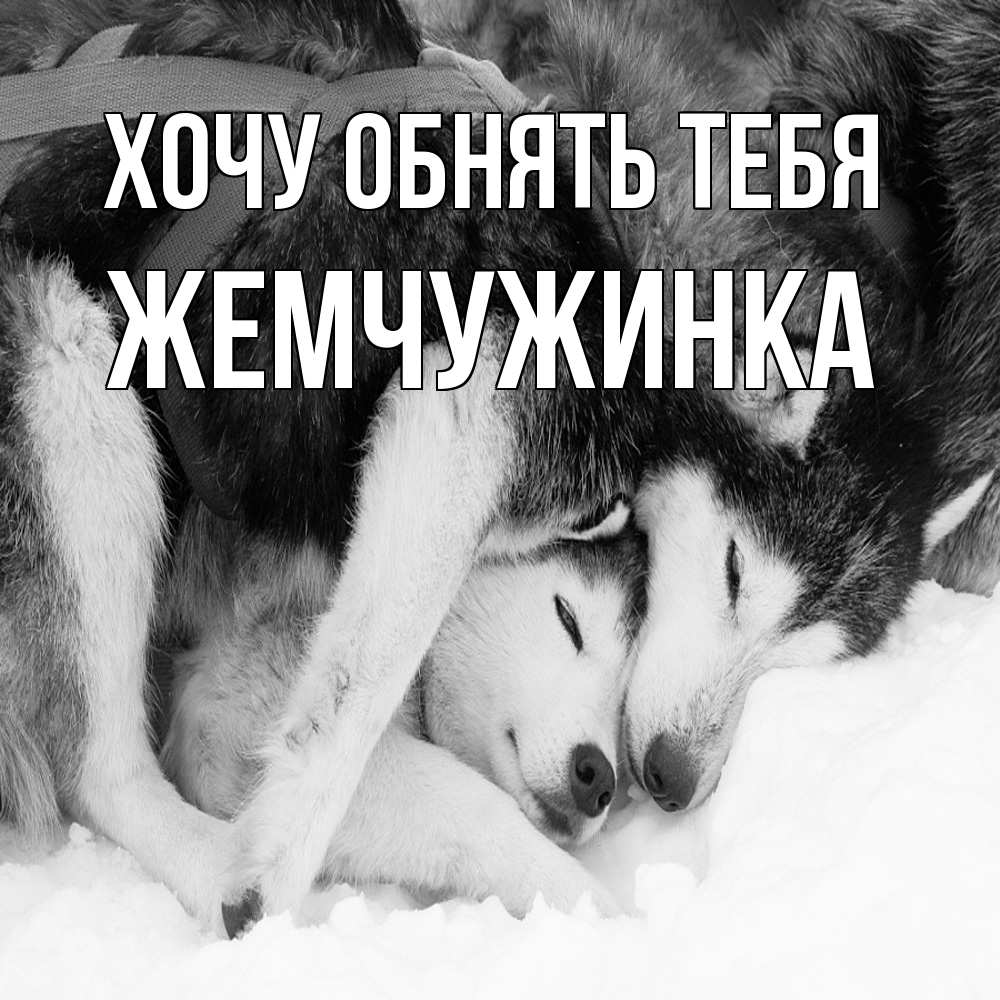 Открытка на каждый день с именем, Жемчужинка Хочу обнять тебя собачки в упряжке Прикольная открытка с пожеланием онлайн скачать бесплатно 