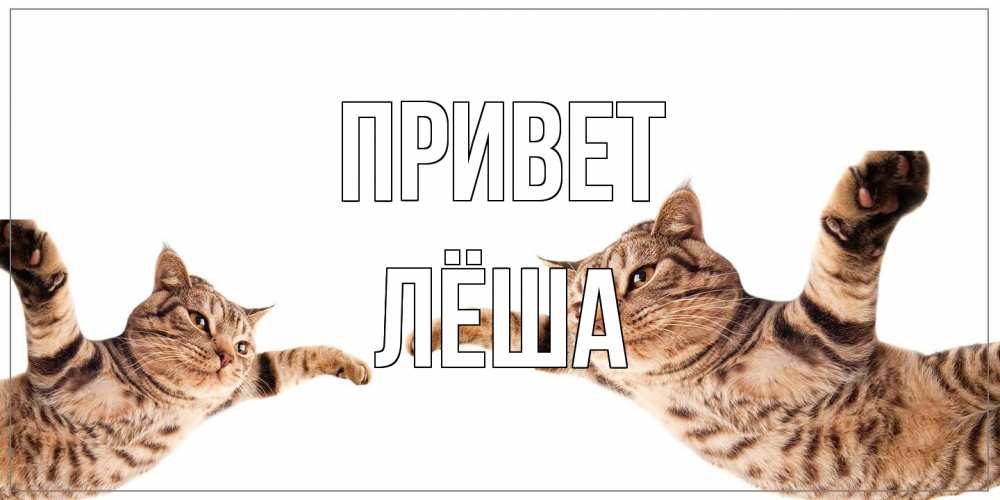 Открытка на каждый день с именем, Лёша Привет кот Прикольная открытка с пожеланием онлайн скачать бесплатно 